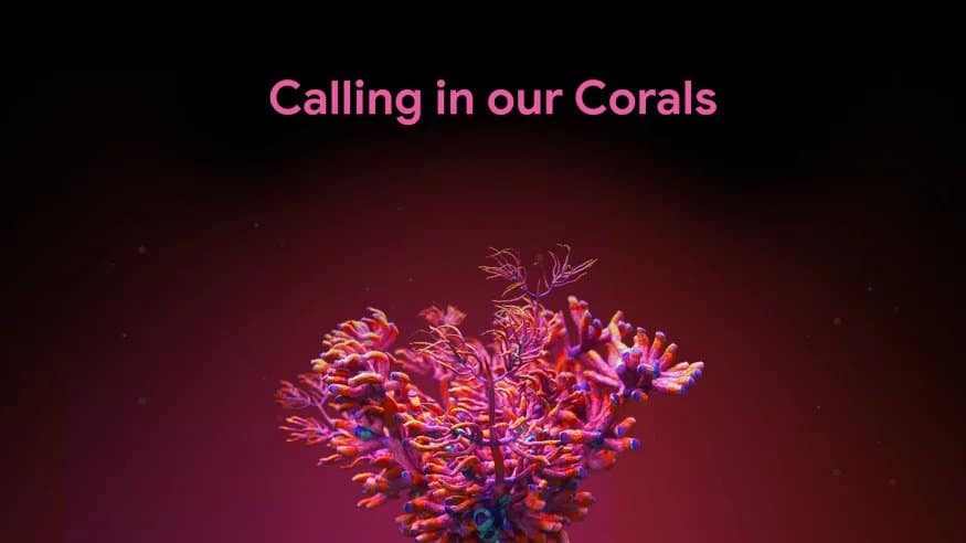 You can help Google in protecting our Coral Reefs